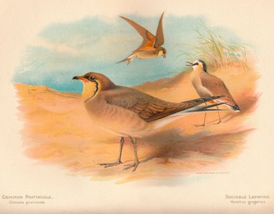 Common Pratincole Glareola pratincola, omgjengelig vippe Vanellus gregarius, 1900, 1900 av Charles Whymper