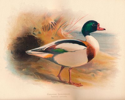 Vanlig Sheldrake Tadorna cornuta, 1900, 1900 av Charles Whymper