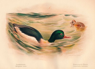 Goosander Merganser trinse, Harlequin Duck Cosmonetta histrionica, 1900, 1900 av Charles Whymper