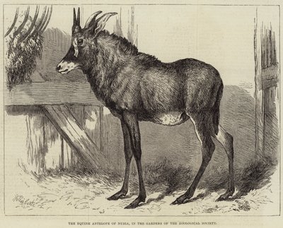 Equine Antilope of Nubia, i Gardens of the Zoological Society av Charles William Carter