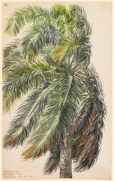 Palma Real av Charles de Wolf Brownell