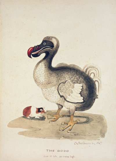 Studie av en Dodo og en marsvin, 1847 av Charlotte Augusta Spencer Churchill