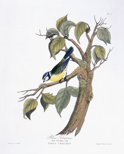 Blåmeis av Charlotte L. E. Perrott