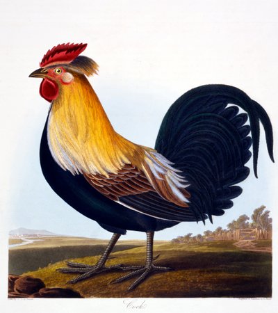 Hane (Phasianus), gravert av Robert Havell, Jr (1793-1878), 1835 av Charlotte L. E. Perrott