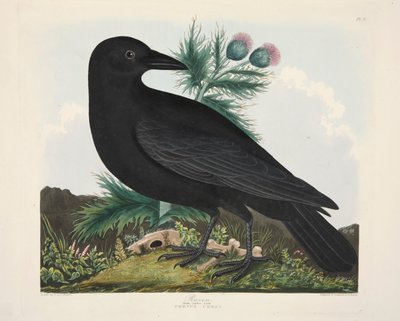 Raven, Corvus Corai, pub. 1835 Håndfarget gravering. av Charlotte Lousia Emily Perrott