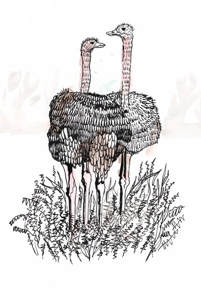 Flamingoer, 2018 (penn og blekk) av Charlotte Orr