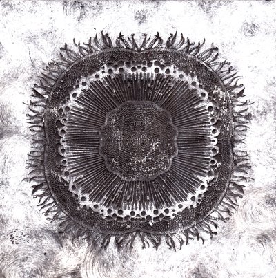 Planteceller, 2019 (tørrpunktetsing) av Charlotte Orr