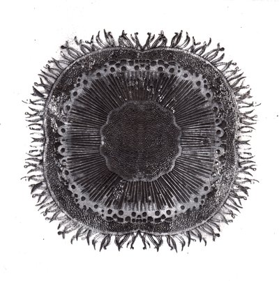 Planteceller, 2019 (tørrpunktetsing) av Charlotte Orr