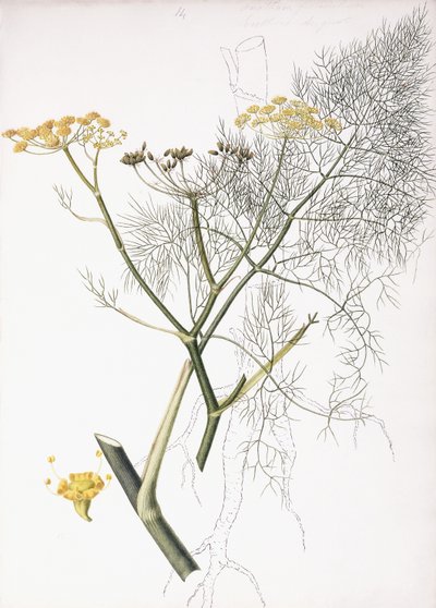 En botanisk studie, 1822-1845 av Charlotte Strickland