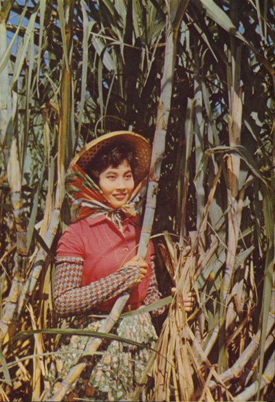 Taiwan: Rørsukker av Chinese Photographer
