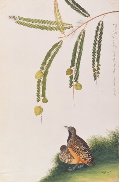 Barred Buttonquail, fra Tegninger av fugler fra Malacca, ca. 1805-18 (wc på papir) av Chinese School