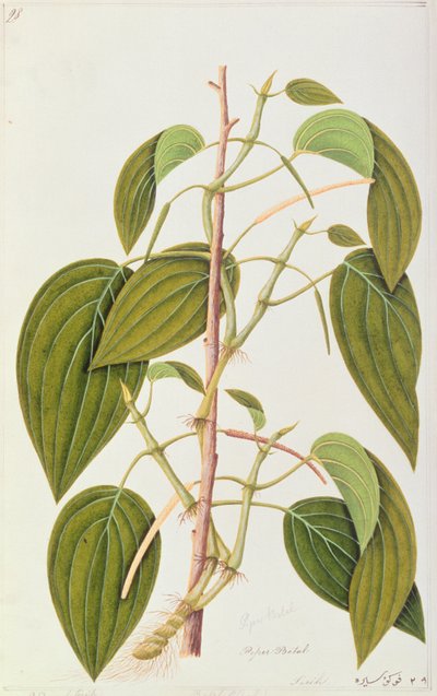 Betel Leaf, fra Fifty-Five Drawings of Medicinal Plants of Malacca, bind 1, ca. 1805-18 (wc på papir) av Chinese School