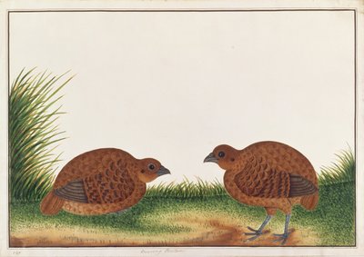 Black Partridge, fra Drawings of Birds from Malacca, ca. 1805-18 (wc på papir) av Chinese School