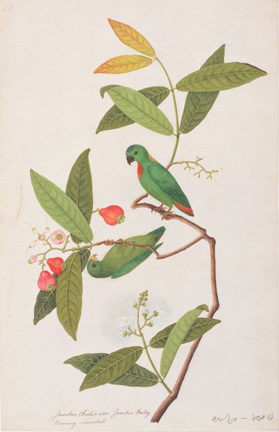 Blåkronet hengende papegøye, fra tegninger av fugler fra Malacca, ca. 1805-18 (wc på papir) av Chinese School