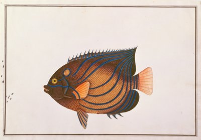 Blåringet Angelfish, fra Drawings of Fishes from Malacca, ca. 1805-18 (wc på papir) av Chinese School