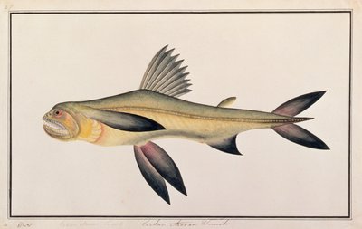 Bombay Duck, fra Drawings of Fishes from Malacca, ca. 1805-18 (wc på papir) av Chinese School