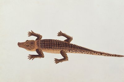 Boo-ay-ah Alligator, fra Tegninger av dyr, insekter og reptiler fra Malacca, ca. 1805-18 (wc og gouache på papir) av Chinese School