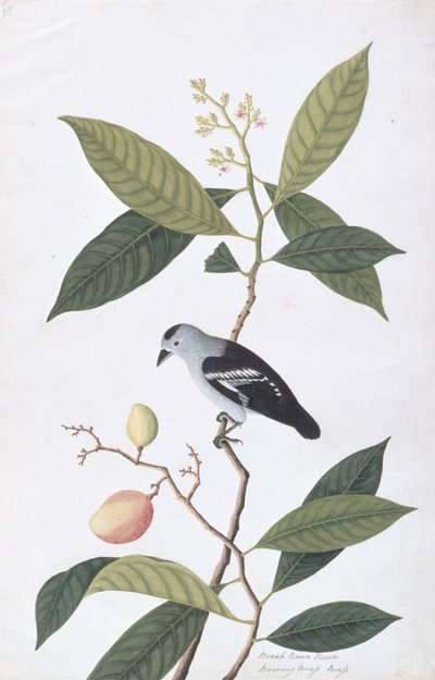Booah Nawa Hawa, fra Drawings of Birds from Malacca, ca. 1805-18 (wc på papir) av Chinese School