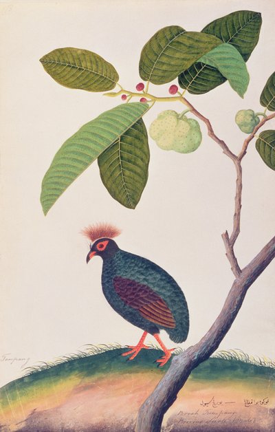 Booah Tumpang, fra Drawings of Birds from Malacca, ca. 1805-18 (wc på papir) av Chinese School