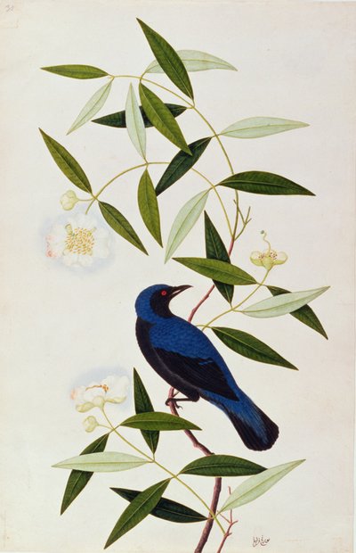 Boorah Farleeh, fra Drawings of Birds from Malacca, ca. 1805-18 (wc på papir) av Chinese School