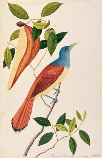 Boorong Seli-ah, fra Drawings of Birds from Malacca, ca. 1805-18 (wc på papir) av Chinese School