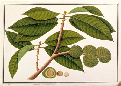 Brangam eller Malay Chestnut, fra tegninger av planter fra Malacca, ca. 1805-18 (wc på papir) av Chinese School