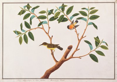 Brunstrupet solfugl og rubinkinnet solfugl, fra Tegninger av fugler fra Malacca, ca. 1805-18 (wc på papir) av Chinese School