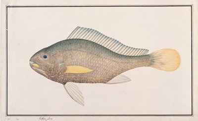 Croaker, fra Drawings of Fishes from Malacca, ca. 1805-18 (wc på papir) av Chinese School
