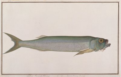 Dorab Wolf-sild, fra Drawings of Fishes from Malacca, ca. 1805-18 (wc på papir) av Chinese School