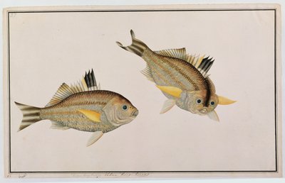 Eekan King-kerong, fra Drawings of Fishes from Malacca, ca. 1805-18 (wc på papir) av Chinese School