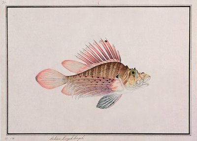 Eekan Linqah Singah, fra Drawings of Fishes from Malacca, ca. 1805-18 (wc på papir) av Chinese School