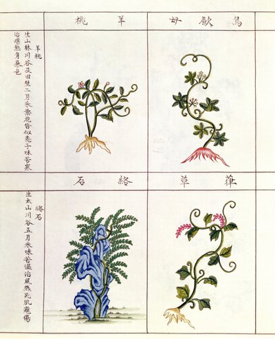 Fire planter fra en Pen Tsao, en samling medisinplanter, 1700-1800-tallet av Chinese School