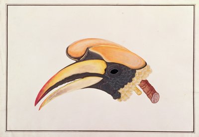 Stor hornfugl, fra Tegninger av fugler fra Malacca, ca. 1805-18 (wc på papir) av Chinese School