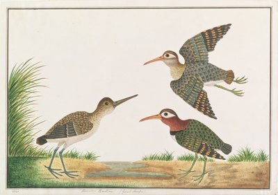 Greater Painted-snipe, fra Tegninger av fugler fra Malacca, ca. 1805-18 (wc på papir) av Chinese School