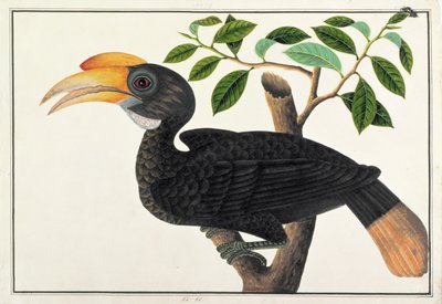 Ke ke, fra Drawings of Birds from Malacca, ca. 1805-18 (wc på papir) av Chinese School