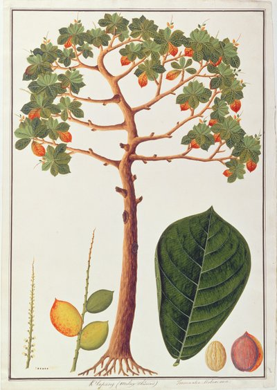 Klapang Terminalia Molucana eller malaysisk mandel, fra tegninger av planter fra Malacca, ca. 1805-18 (wc på papir) av Chinese School