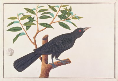 Koel, fra Drawings of Birds from Malacca, ca. 1805-18 (wc på papir) av Chinese School