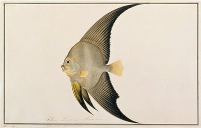 Langfinnet flaggermusfisk, fra tegninger av fisk fra Malacca, ca. 1805-18 (wc på papir) av Chinese School