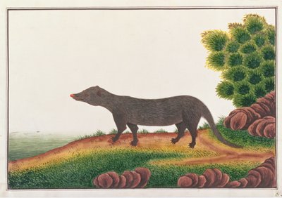 Mongoose, fra tegninger av dyr, insekter og reptiler fra Malacca, ca. 1805-18 (gouache og wc på papir) av Chinese School