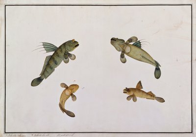 Mud Fish, Bloodo chiena, Bloodo La-ore, fra Drawings of Fishes from Malacca, ca. 1805-18 (wc på papir) av Chinese School
