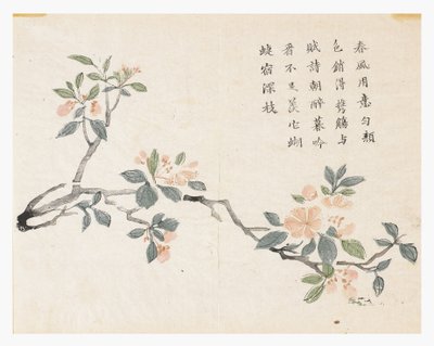 Sennepsfrøhage av Chinese School