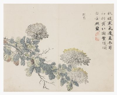 Sennepsfrøhage av Chinese School
