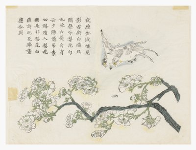 Sennepsfrøhage av Chinese School