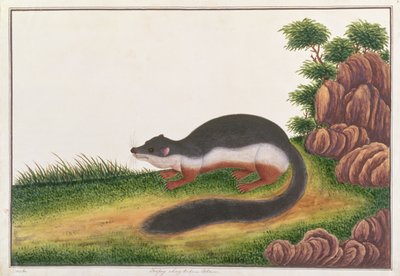 Prevosts ekorn, fra tegninger av dyr, insekter og reptiler fra Malacca, ca. 1805-18 (gouache og wc på papir) av Chinese School