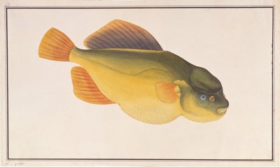 Putterfish, fra Drawings of Fishes from Malacca, ca. 1805-18 (wc på papir) av Chinese School