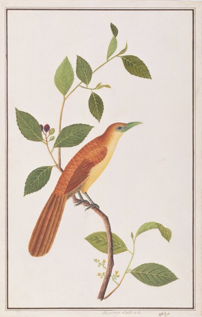 Raffles Malkoha, fra Drawings of Birds from Malacca, ca. 1805-18 (wc på papir) av Chinese School