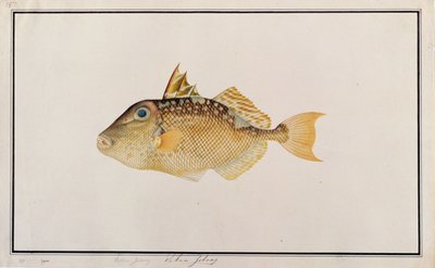 Starry Triggerfish, fra Drawings of Fishes from Malacca, ca. 1805-18 (wc på papir) av Chinese School