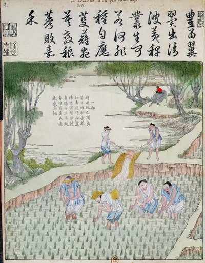 Luking, riskulturen i Kina (farget treblokktrykk) av Chinese School