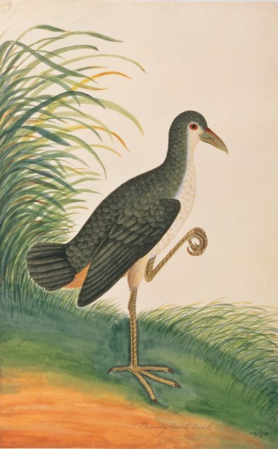 White-breasted Waterhen, fra Tegninger av fugler fra Malacca, ca. 1805-18 (wc på papir) av Chinese School