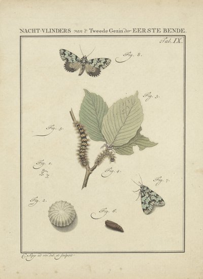 møll Moths of the Second Family of the First Gang (tittel på objekt) av Christiaan Sepp